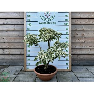 Drieň obyčajný (Cornus mas) ´VARIEGATA´ - výška 70-80 cm, kont. C10L, BONSAJ